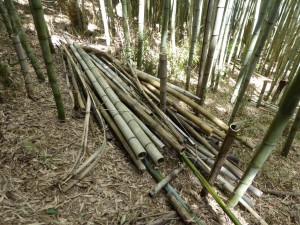 伐採しおえた竹