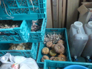 施設内にあるたくさんの野菜など